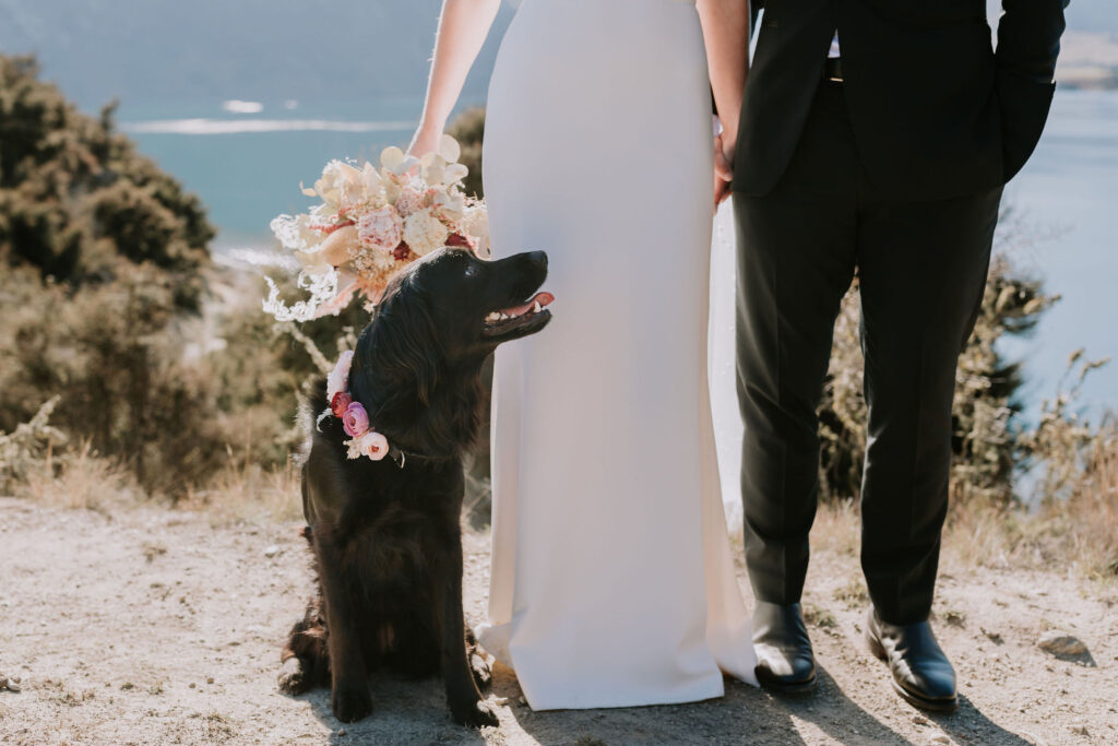 Harley, the border collie at the feet of the bride and groom