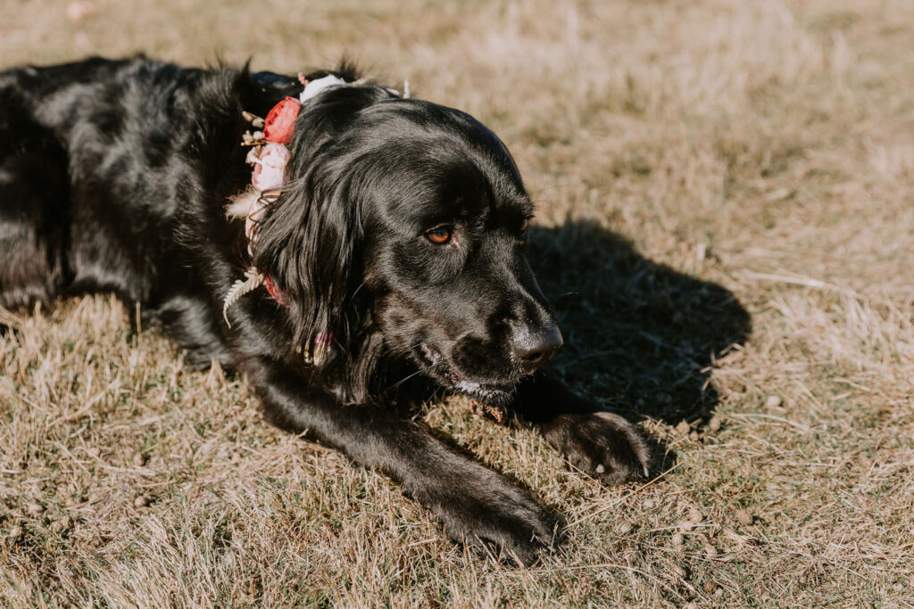 Harley, the border collie laying in the grass